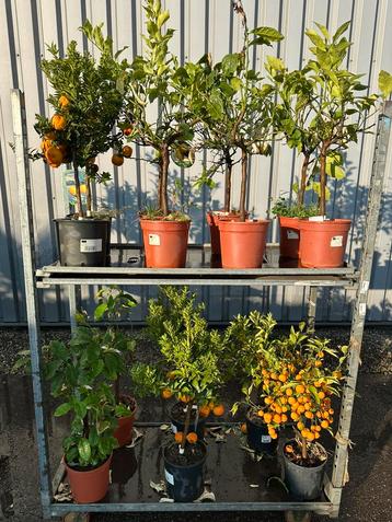 25 citrusplanten beschikbaar voor biedingen