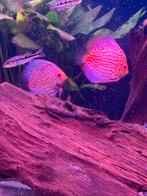 Discus vissen 8 stuks, Dieren en Toebehoren, Vis