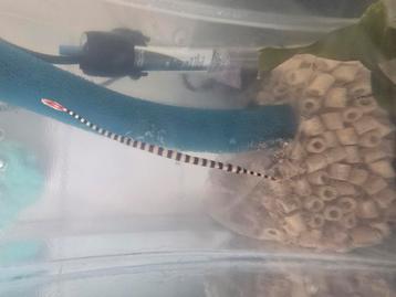 Zeeaquarium  zeenaald  beschikbaar voor biedingen