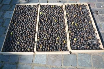 walnoten beschikbaar voor biedingen