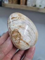 Tweekleppige fossiele schelp, Ophalen of Verzenden, Schelp(en)
