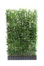 Hedera kant en klaar hagen in div maten groenblijvend, Ophalen of Verzenden, Overige soorten, Haag, 100 tot 250 cm