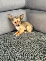 Laatste mini en teefje chihuahua 8 weken oud, Dieren en Toebehoren, Honden | Chihuahua's en Gezelschapshonden, CDV (hondenziekte)
