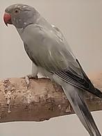Opaline  Halsbandparkiet, Vrouwelijk, Parkiet, Geringd