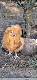 Orpington buff haan, Dieren en Toebehoren, Mannelijk, Kip
