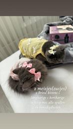 Britse korthaar kittens, Poes, Ontwormd, 0 tot 2 jaar