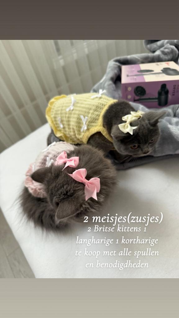 Britse korthaar kittens, Dieren en Toebehoren, Katten en Kittens | Raskatten | Korthaar, Poes, 0 tot 2 jaar, Ontwormd