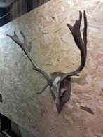 Damhert gewei, Ophalen of Verzenden, Zo goed als nieuw, Hert, Gewei of Kop