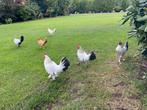 Krielhaantjes, gratis, Dieren en Toebehoren, Pluimvee, Mannelijk, Kip