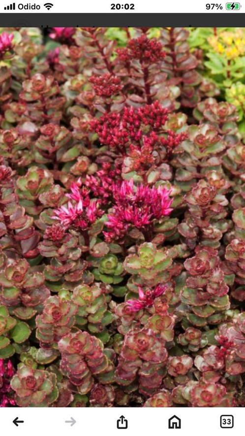 Sedum spurium Fuldaglut🦋🐝🦋🦋, Tuin en Terras, Planten | Tuinplanten, Bodembedekkers, Volle zon, Zomer, Ophalen of Verzenden