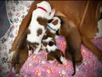prachtige boxer pups! ( ter reservatie), Dieren en Toebehoren, België, Particulier, Bulldog, Meerdere