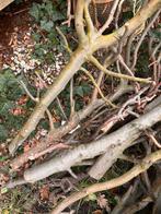 Beukenhout, Minder dan 3 m³, Ophalen