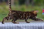 Prachtige gerozette Bengaal kittens beschikbaar, Dieren en Toebehoren, Meerdere dieren, Gechipt, 0 tot 2 jaar