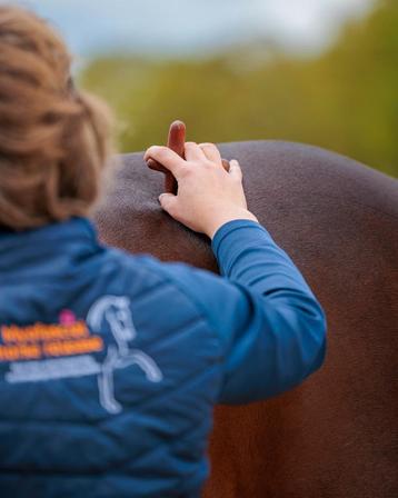 Therapie en revalidatie begeleiding voor paarden  beschikbaar voor biedingen
