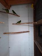 Kakariki's, Meerdere dieren, Parkiet