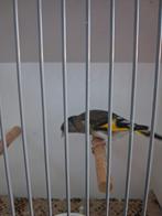 Bastaard putter x zwartesijs, Dieren en Toebehoren, Vogels | Overige Vogels, Mannelijk