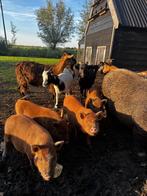 prachtig nestje Gottinger biggen, Dieren en Toebehoren, Meerdere dieren, Varken, 0 tot 2 jaar