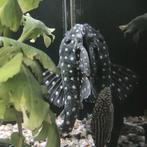 L-201 hypancistrus contradens, Dieren en Toebehoren, Vissen | Aquariumvissen, Vis