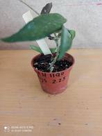 Hoya minibelle potmaat 5.5 nummer H1190, Huis en Inrichting, Ophalen of Verzenden, Overige soorten, Minder dan 100 cm