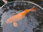 Grote koikarper 75+, Dieren en Toebehoren, Vissen | Vijvervissen, Karper of Koi