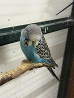 Engelse grasparkieten, Dieren en Toebehoren, Vogels | Parkieten en Papegaaien, Meerdere dieren, Parkiet