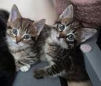 Lieve kitten (vrouwtje), Dieren en Toebehoren, Poes