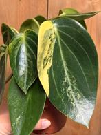 Peperomia Vanilla Variegata Aurea Yellow plant, Overige soorten, In pot, Minder dan 100 cm, Groene kamerplant