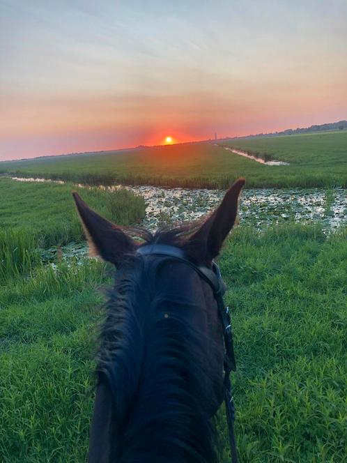 Stalling voor paard & pony in Nieuwerbrug!, Dieren en Toebehoren, Stalling en Weidegang, Weidegang