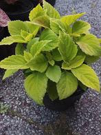 Siernetel, Tuin en Terras, Planten | Tuinplanten, Ophalen of Verzenden, Zomer, Overige soorten, Volle zon