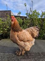Twee Brahma kriel hennetjes, Dieren en Toebehoren, Pluimvee, Vrouwelijk, Kip
