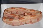 Jonge Boa Constrictor's, Slang, 0 tot 2 jaar