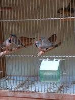 Te koop spitsstaart amadines, Dieren en Toebehoren, Vogels | Overige Vogels, Geslacht onbekend, Tropenvogel