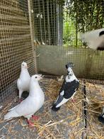 Sierduifjes, Dieren en Toebehoren, Vogels | Duiven