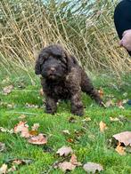 medium labradoodle pups te koop! WIj mogen verhuizen!, Overige rassen, CDV (hondenziekte), 8 tot 15 weken, Meerdere