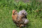 Cochinkriel kuikens beschikbaar, Meerdere dieren, Kip