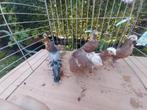 Figurita, Dieren en Toebehoren, Vogels | Duiven, Meerdere dieren, Overige soorten