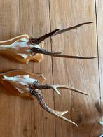 Reegeweien, geweien,gewei, reebok, 2 stuks, Verzamelen, Dierenverzamelingen, Ophalen of Verzenden, Gebruikt, Hert, Gewei of Kop