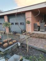 Walnoot boom, Tuin en Terras, Planten | Bomen, Ophalen, 100 tot 250 cm