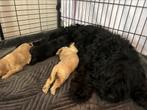 Maltipoo x Cockapoo pups, Overige rassen, Meerdere, Meerdere dieren, Nederland