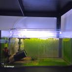 Rode | Bloody Mary OE (Red Demon) Neocaridina-garnalen, Kreeft, Krab of Garnaal, Zoetwatervis, Schoolvis