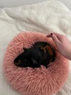 2 cavia vrouwtjes, Ophalen, Zo goed als nieuw, Overige