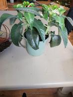 Broedblad / Bommenwerper - Kalanchoe daigremontiana, Huis en Inrichting, Tafels | Salontafels, Ophalen, Minder dan 50 cm, Zo goed als nieuw