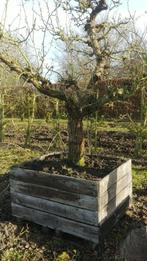 Laagstam Conference Handpeer, oude perenboom in bak, 48 jaar, Ophalen, 250 tot 400 cm, Perenboom, Lente
