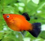 3 platys volwassen gratis, Dieren en Toebehoren, Vis