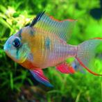 Microgeophagus altispinosus, Vis, Zoetwatervis, Schoolvis