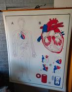 Hart Vintage Schoolposter Menselijk Lichaam Anatomie, Antiek en Kunst, Antiek | Schoolplaten, Ophalen of Verzenden, Natuur en Biologie