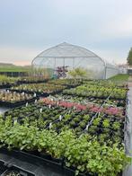 Prachtige tuinplanten - 2e PAASDAG GEOPEND🌿☀️, Ophalen of Verzenden, Zomer, Overige soorten, Halfschaduw