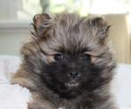 dwergkees/pomeriaan pups met Nederlandse FCI stamboom, Dieren en Toebehoren, 8 tot 15 weken, Meerdere, Meerdere dieren, Nederland