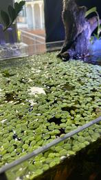 Drijfplanten aquarium, Ophalen of Verzenden, Plant(en), Steen of Hout