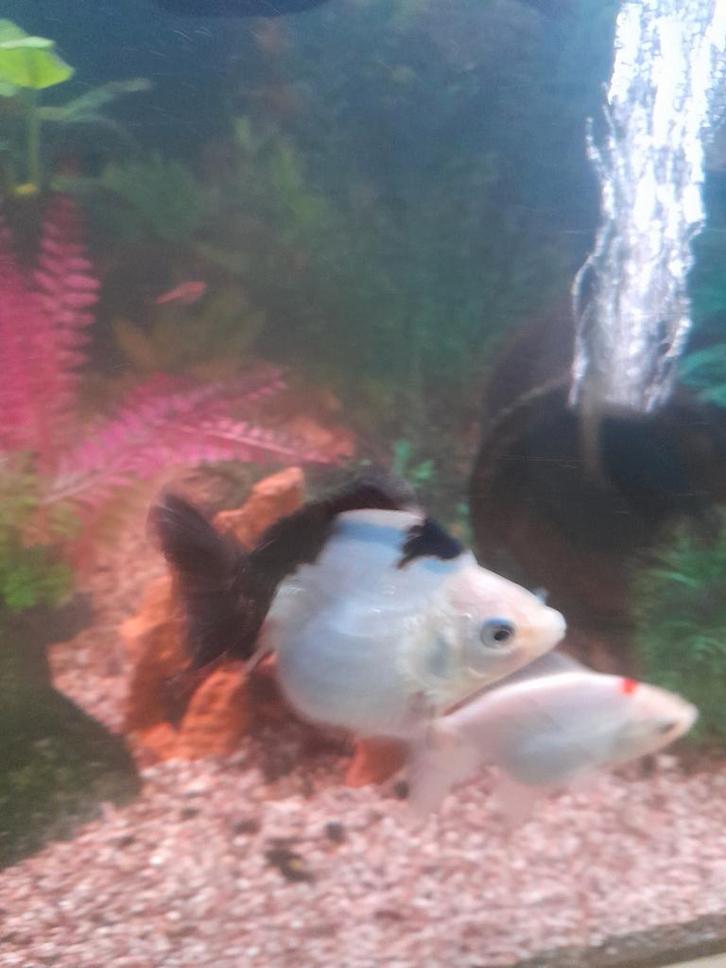 Panda Goudvissen, Dieren en Toebehoren, Vissen | Aquariumvissen, Vis